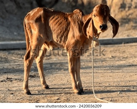 beautiful picture of baby cow - Baby - Cow