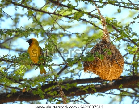 Waver bird and nest in Etosha National Park