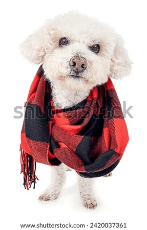 Young beige and white shih tzu dog photographed in the studio, isolated on a white background, wearing a red and black scarf on his neck. Cold dog.