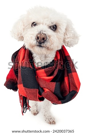 Young beige and white shih tzu dog photographed in the studio, isolated on a white background, wearing a red and black scarf on his neck. Cold dog.