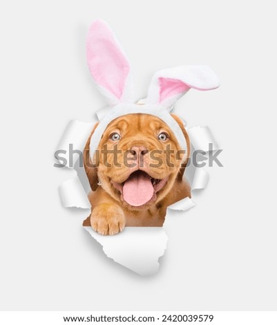 Cute Mastiff puppy wearing easter rabbits ears looks through the hole in white paper 