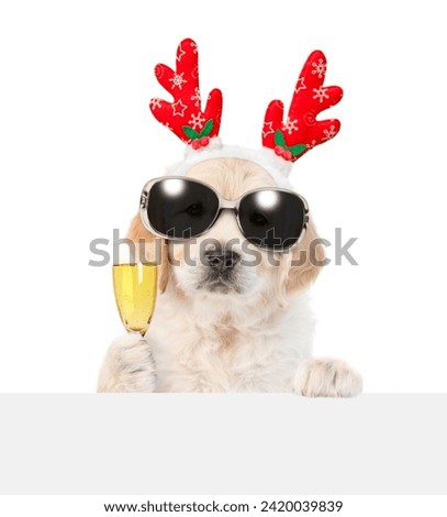 Cute Golden retriever puppy wearing sunglasses dressed like santa claus reindeer  Rudolf looking above empty white banner and holds glass of champagne. Isolated on white background