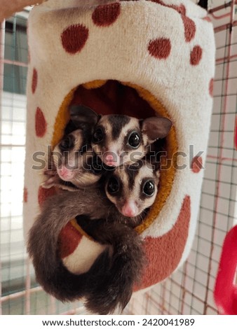 Sugar Glider is a small and nocturnal gliding possum. The common name refers to its predilection for sugary foods such as nectar and its ability to glide through the air much like a flying squirrel.