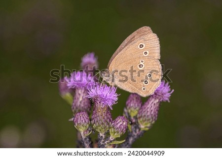 The ringlet butterfly - Aphantopus hyperantus resting on Cirsium arvense the creeping thistle or field thistle Royalty-Free Stock Photo #2420044909