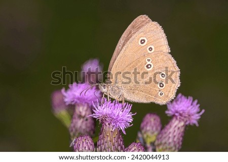 The ringlet butterfly - Aphantopus hyperantus resting on Cirsium arvense the creeping thistle or field thistle Royalty-Free Stock Photo #2420044913