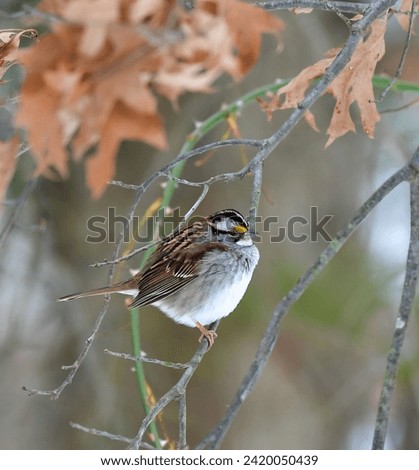 The white-throated sparrow (Zonotrichia albicollis)  is a passerine bird, small songbird on a tree branch in winter, New Jersey Royalty-Free Stock Photo #2420050439
