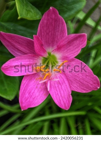 beautiful blooming flowers in the morning, pink color . 