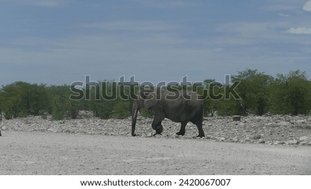 Herd of elephants on its way to Olifantsbad waterhole - Etosha NP - Namibia