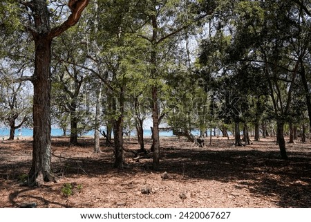 Image of dry tree in Island