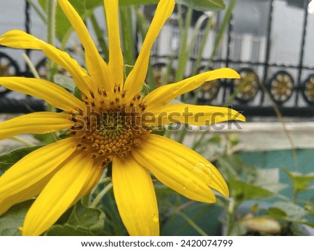 a picture of sunflowers that have bloomed