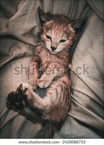 An adorable cat is ready  for sleep.The best picture for your devices screen displays.