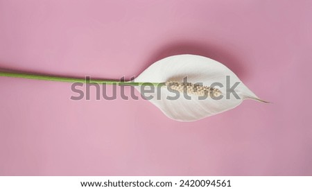 Spathiphyllum wallisii flower (peace lily) isolated on pink background
