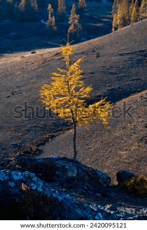 Golden autumn. Picturesque sunset light illuminates grove of larch tree on rocky slope. Moment of heyday of fall season in the mountains Altai region. Perfect image for wall, screen. Scenic artwork.