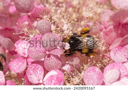 beautiful  blossom  of pink hydrangea  with working bumblebee at sunny day. macro