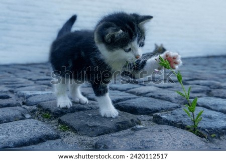 Cat   Flower kitten very beautiful pictures 🐈🐈🐈