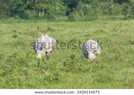 Great indian rhinoceros grazing in Kaziranga National Park,UNESCO world heritage site, assam, India, Asia