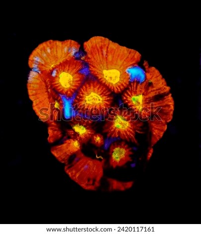 Acan Colony Lps Coral Reefs Royalty-Free Stock Photo #2420117161