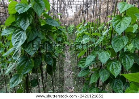 Picture of green betel nut growing in rows of betel leaves in Bangladesh.