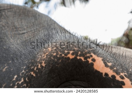 Asian Elephant skin texture abstract background Close up reveals animal tipe . gray dots on pink background like freckles