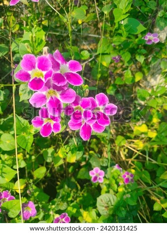 Bunch of stunning Asystasia Gangetica(Chinese violet, Coromandel) violet flowers in detail, in selective focus with leaves background, top view.Hd hi-res jpg stock image photo with vertical background