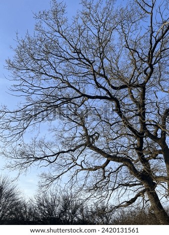 United Kingdom, Kingdom Morning, beautiful tree picture nice sky tree Look beautiful, I like this picture