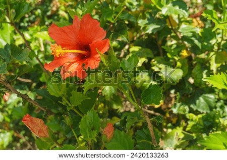 Red hibiscus flower on the background of garden greenery. 