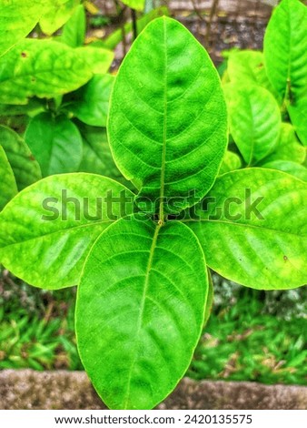 View of Green leaves at the garden