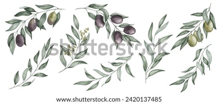 Watercolor set of illustrations. Hand painted branches with leaves, buds, black and green olives. Olive tree. Mediterranean fruits. Botanical elements. Isolated nature clip art for banners, posters
