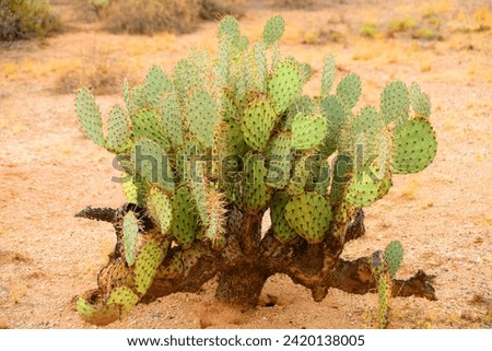 Large and widespread green prickly pear cactus Sonora Desert Arizona Royalty-Free Stock Photo #2420138005