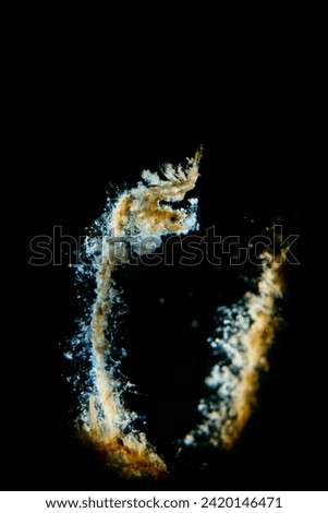 Double Line Hairy Shrimp  in Romblon (Marco Underwater Photography)