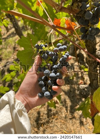 Feminine hand delicately holding a bunch of grapes on a vine in Napa Valley