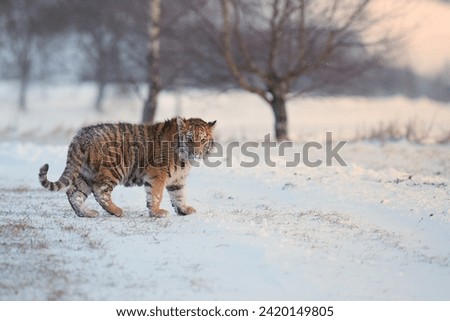 Siberian tiger, Panthera tigris altaica, young male crossing snowy country road looking into camera. Birch trees and freezing cold. Blue-orange colors, low angle shot.  Royalty-Free Stock Photo #2420149805