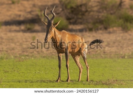 Red hartebeest, Cape hartebeest or Caama - Alcelaphus buselaphus caama on green grass. Photo from Kgalagadi Transfrontier Park in South Africa. Royalty-Free Stock Photo #2420156127