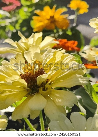 Flowers which sun kissed. Yellow and Lovely images 