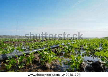 Micro spray pipes are used for watering vegetables in North China