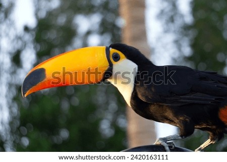 toucan bird in the park