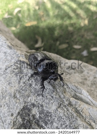 A large beetle on a rocky surface in natural light.