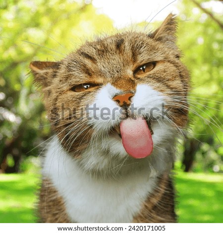 a beautiful funny cat in the nature