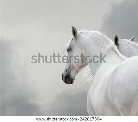 white horses in storm
