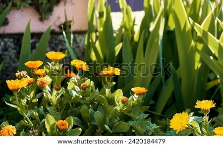 Marigolds (Calendula officinalis) in the patio of a town house. Detail plan with lilies and immortelles around.