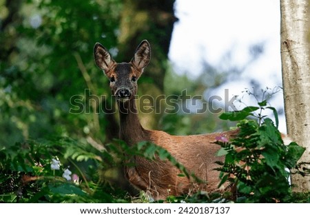 Female roe deer in the woods