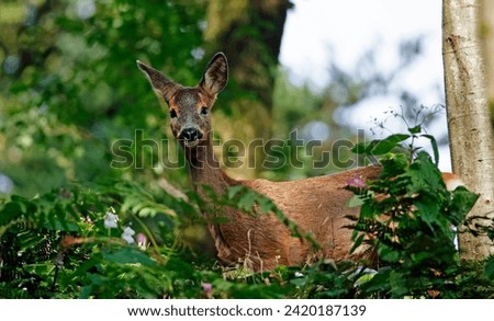 Female roe deer in the woods