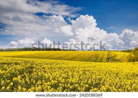 Bright yellow canola field and blue sky on a sunny day. Rural scene in springtime. Ecology concept. Agrarian industry. Vibrant photo wallpaper. Agricultural area of Ukraine, Europe. Beauty of earth. Royalty-Free Stock Photo #2420188369