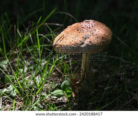 A poisonous wild mushroom, Amanita Pantherina, growing along a wooded path on the North Fork of Long Island, NY