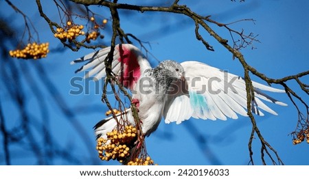 A painted tumbler pigeon feeding on rowan berries