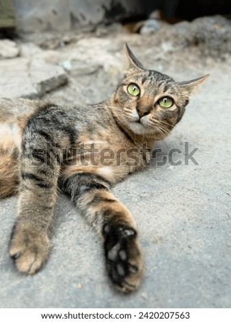 a cat is relaxing enjoying the day
