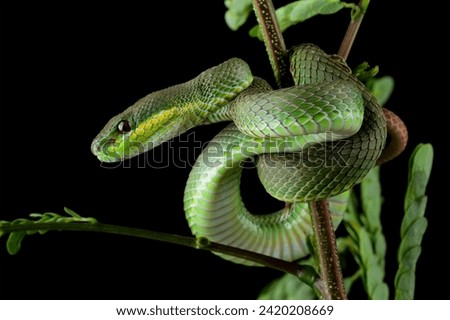 Baby green viper snake, White-lipped tree viper Trimeresurus albolabris Royalty-Free Stock Photo #2420208669