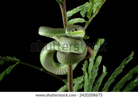 Baby green viper snake, White-lipped tree viper Trimeresurus albolabris Royalty-Free Stock Photo #2420208673