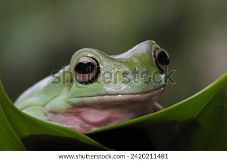 Dumpy frog on a leaves, tree frog front view, litoria caerulea, animals closeup
