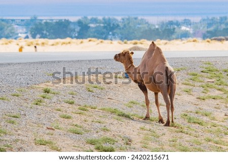 One brown camel goes to the road